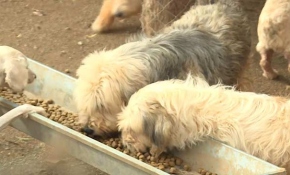 Sokaklar, bir hevesle alınıp terk edilen hayvanlarla dolu: Satın alma, sahiplen
