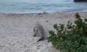 Kolombiya'da sahilde çalıların arasından çıkan timsah paniği