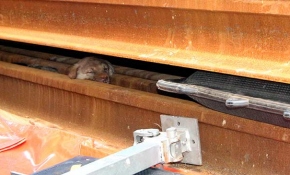 Rayların arasına sıkışan yavru köpekler iş makinesiyle kurtarıldı