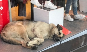 Isınmak için mağazanın vitrinine girdi