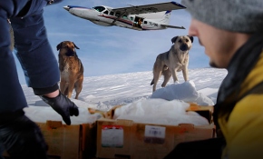 Karda mahsur kalan hayvanlara havadan yiyecek atıldı