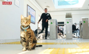 Çanakkale İskelesi'ne gidenleri "Kedi Miço" karşılıyor