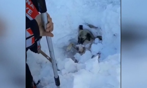 Üzerine kar kütlesi düşen köpeği itfaiye kurtardı