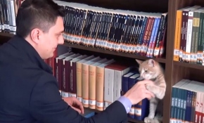 Edirne'deki Millet Kıraathanesinin kedisi "Müdür"