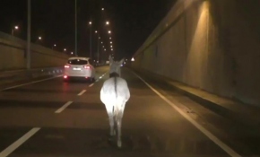 Kara yoluna çıkan eşeği 2 kilometre takip etti