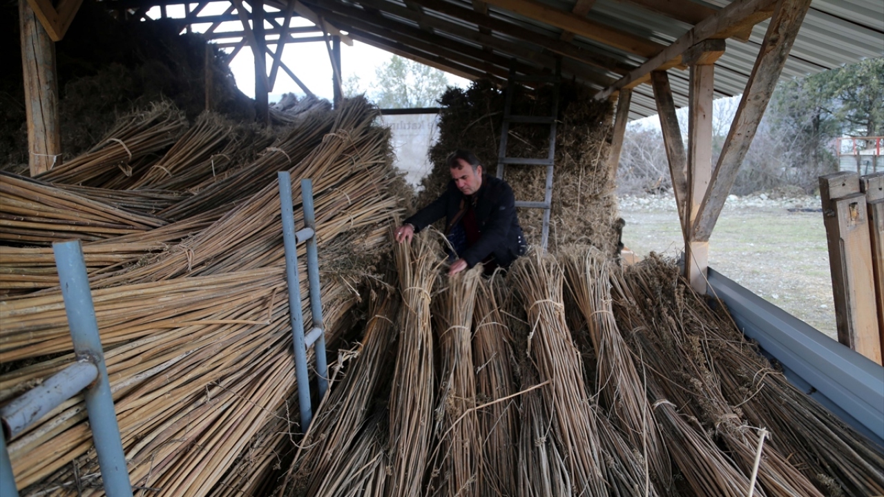 Samsun`un Vezirköprü ilçesinde kenevir ektiren Topuz, bu üründen elde ettiği tohumla ilçesinde 40 dekar alanda kenevir ekmeye başladı.