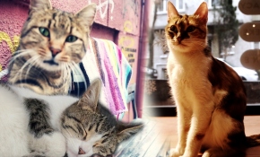 İstanbul’un mesai yapan kedileri