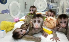 Çin genetiği değiştirilmiş primat klonladı