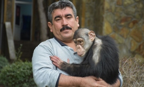Şempanze "Can" hayvanat bahçesinin maskotu oldu