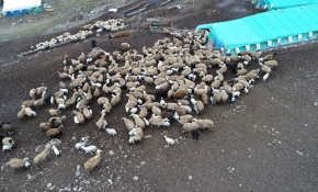 Koyun ve kuzuların duygusal buluşması