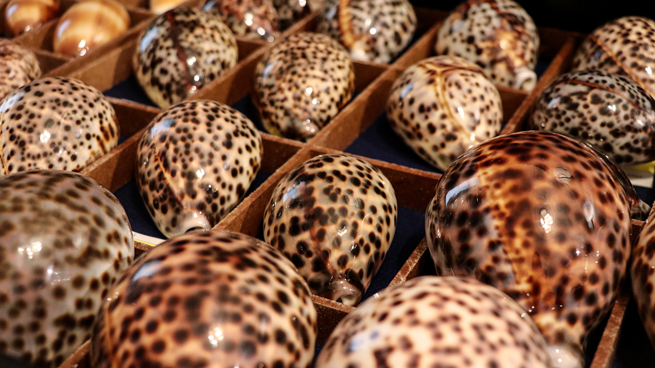 Rengarenk binlerce deniz kabuğunu evinde oluşturduğu çok çekmeceli dolap ve vitrinlerde saklayan Özer, yaptığı açıklamada, kabuk toplamanın adeta "dipsiz bir kuyu" olduğunu söyledi.