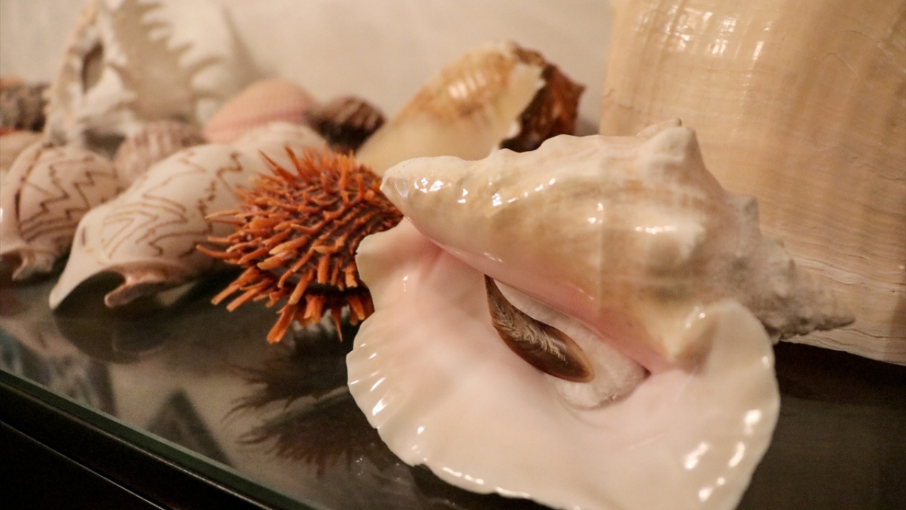 "Bir kabuğu nadide kılan şey zor erişilmesi"