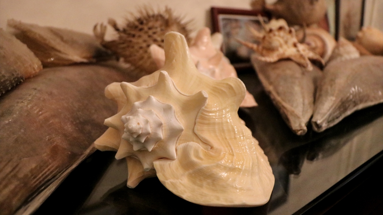 "Deniz kabuklarına erişmek kolay değil" 