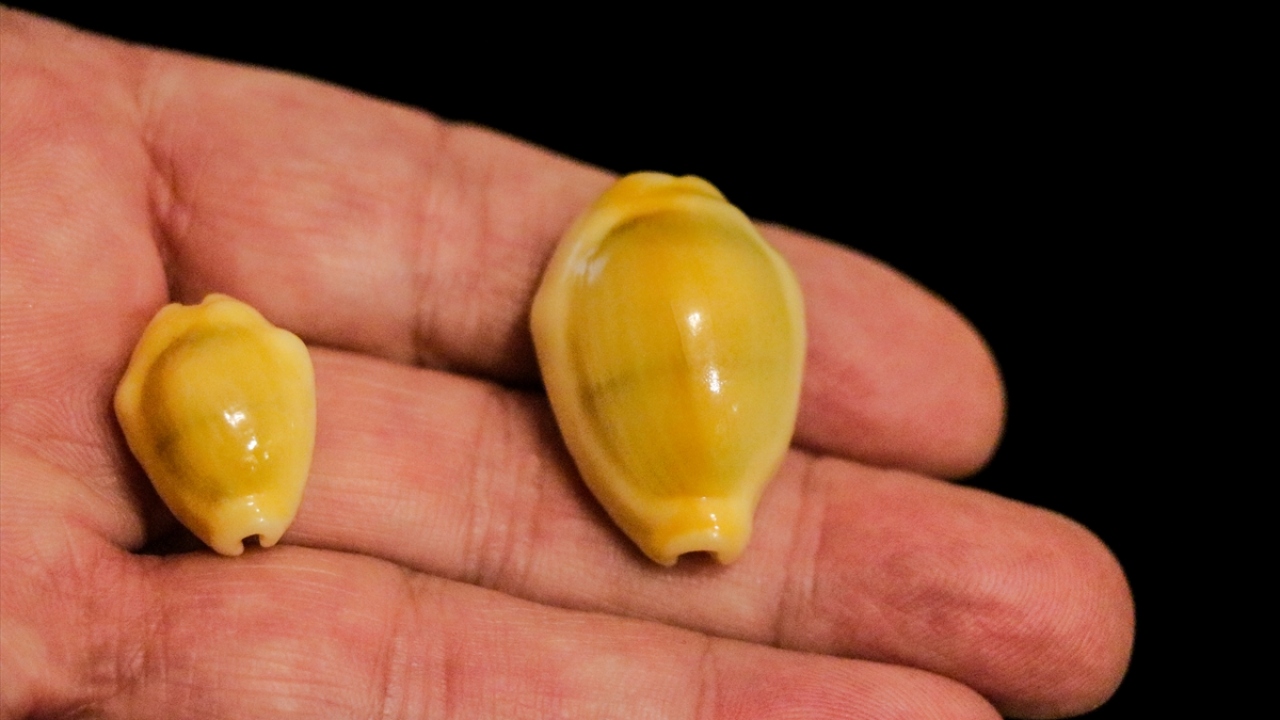 Yaptığı dalışlarda genellikle kabuk toplamadığına değinen Özer, şunları kaydetti: