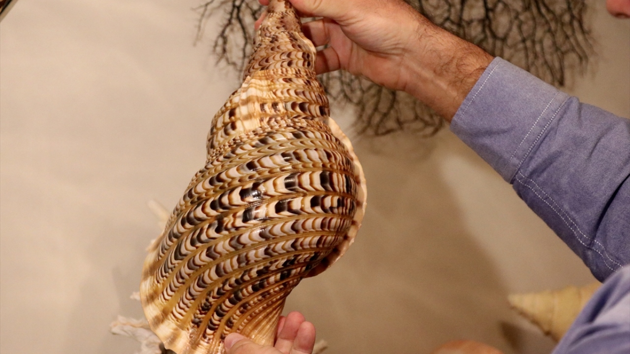 "Benim için kabuğun değerinden çok o kabuğa erişmek daha güzel"