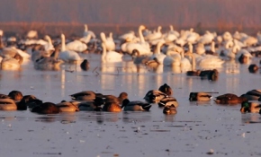 Edirne'deki Gala Gölü ekoturizm merkezi olmaya aday