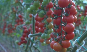 Seracılıkta modern çağ başlıyor