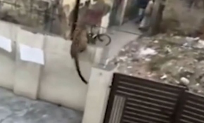 Yerleşim bölgesine giren leopar büyük korkuya neden oldu