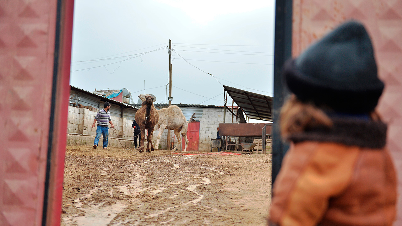 Aydın, 4 yıl önce 2 yavru deve satın alarak "Badem" ve "Sakız" adını verdi.