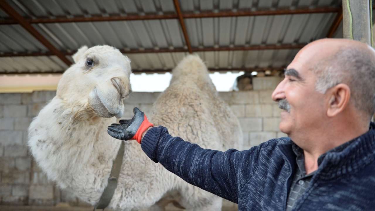 Geçmişte televizyon ekranlarında gördüğü ve beslemek istediği develerin bakımını üstlenen 7 çocuk babası Aydın, onları da evlatlarından ayırmıyor.
