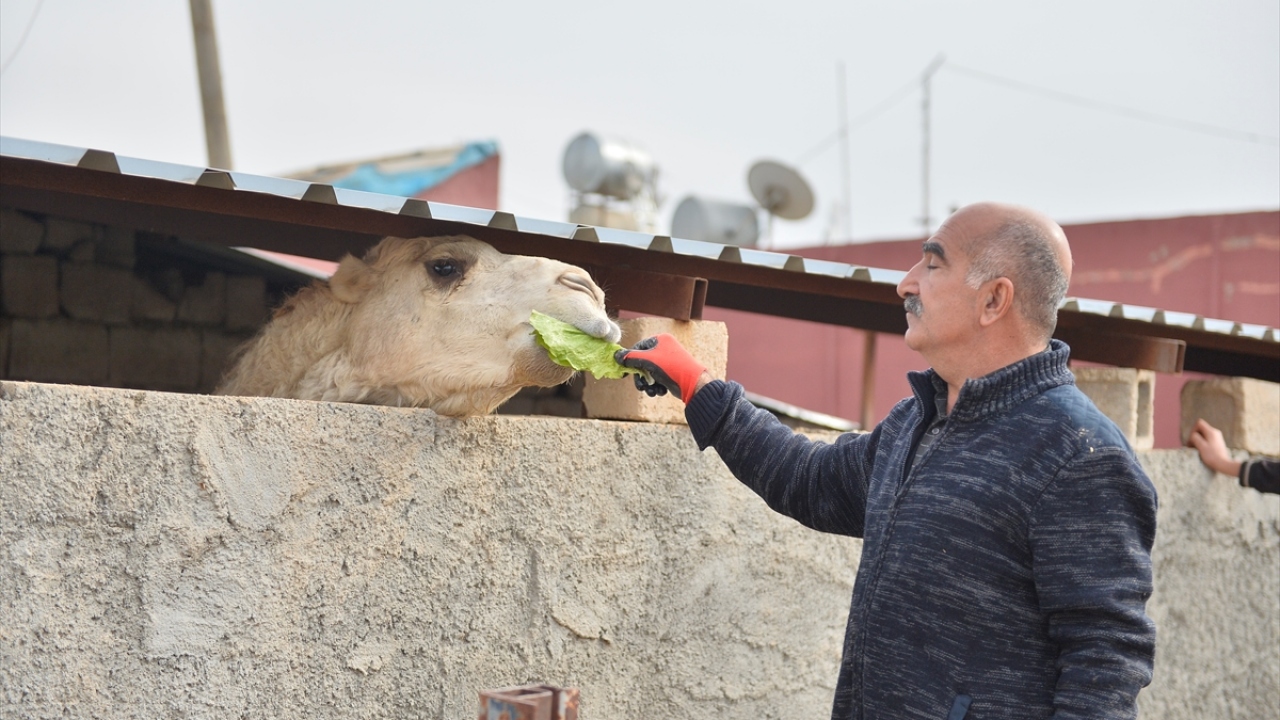 Develeri elleriyle besleyen, günlük bakımlarını yapan ve onlar için hiçbir masraftan kaçınmayan Aydın, havanın güzel olduğu günlerde sık sık köy çevresinde dolaştırdığı develerin sütünü de isteyene ücretsiz veriyor.