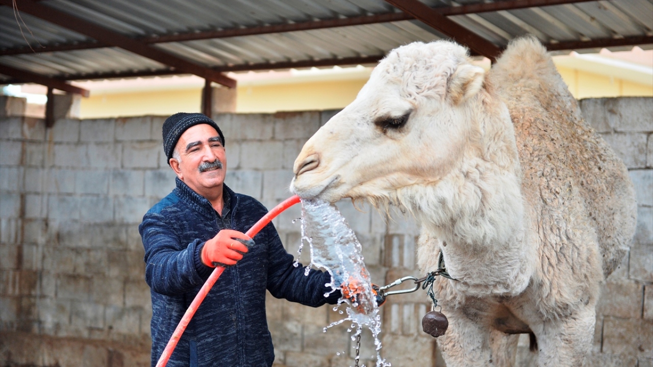 Aydın, hayvanları çok sevdiğini belirterek, birçok hayvan beslemesine rağmen deve sevgisinin kendisinde ayrı bir yerinin oluğunu söyledi.