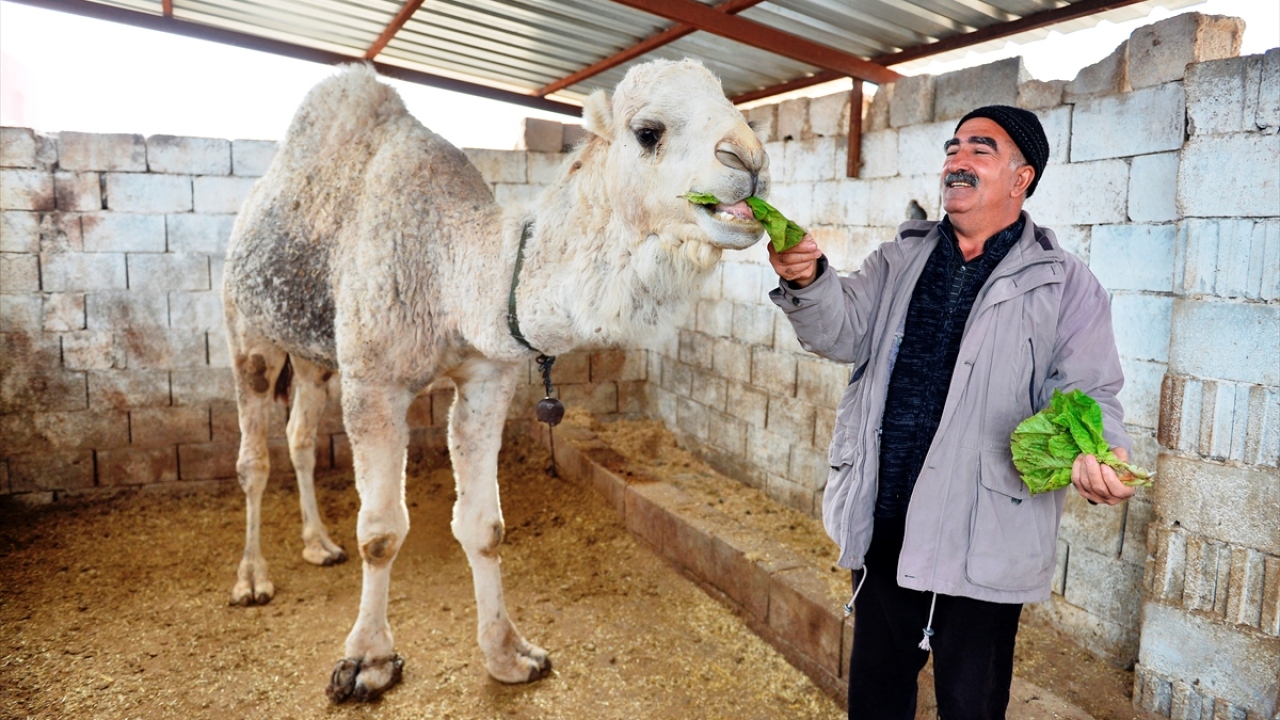 Yörede bulunmayan, yıllardır sadece televizyonda gördüğü develeri beslemeye karar verdiğini aktaran Aydın, 4 yıl önce satın aldığı hayvanlarıyla yakından ilgilendiğini kaydetti.