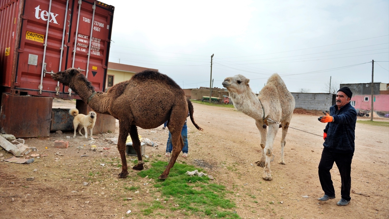 "Köy sakinleri de develerimi çok seviyor."