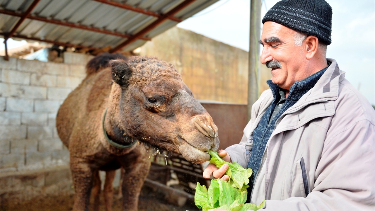 Aydın, çevresindeki bazı kişilerin gelir elde edebilmesi için deve yerine inek beslemesi yönünde öneride bulunduğuna işaret ederek, "Ancak kimseye kulak asmıyorum. Deve beslerken ticaretini asla düşünmedim." ifadelerini kullandı.