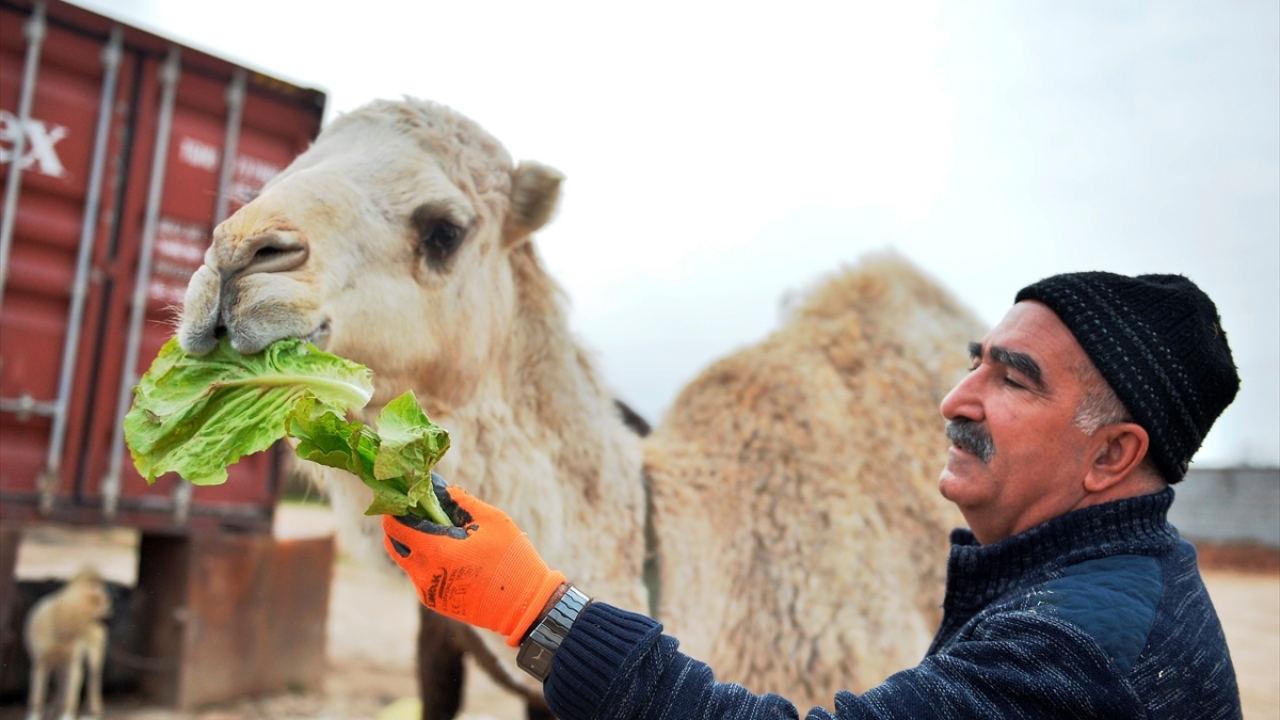 Deve sütünün yararına inananların kendisinden süt istediğini, onlara ücretsiz deve sütü verdiğini belirten Aydın, deve yetiştiriciliğinin bölgede gelişmesi için çaba göstereceğini söyledi.