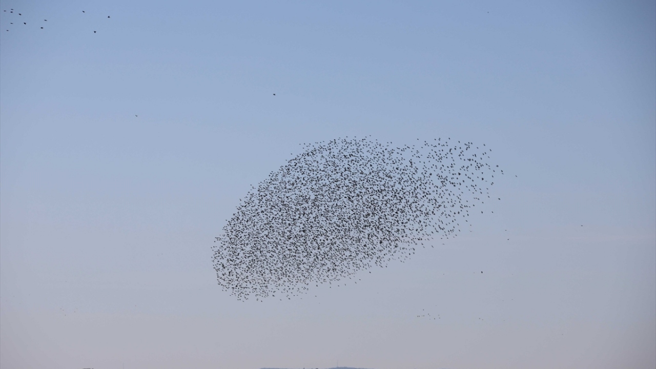 Kuşların oluşturduğu şekiller, zaman zaman ayrılıp tekrar birleşmeleri ve ekimi yapılan tarlalara birden konup kalkmaları ilgiyle izlendi.