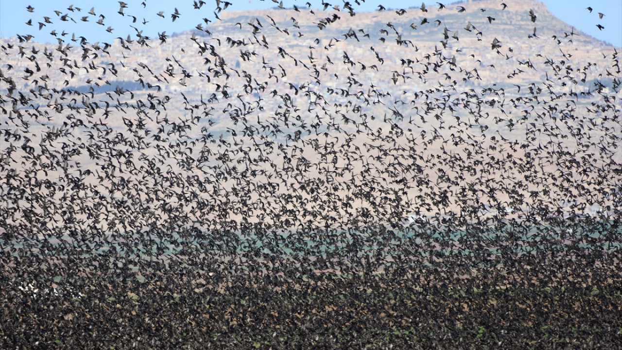 Kırlangıç kuşlarıyla aynı kareye giren tarihi kent Mardin, ayrı bir güzellik oluşturdu.
