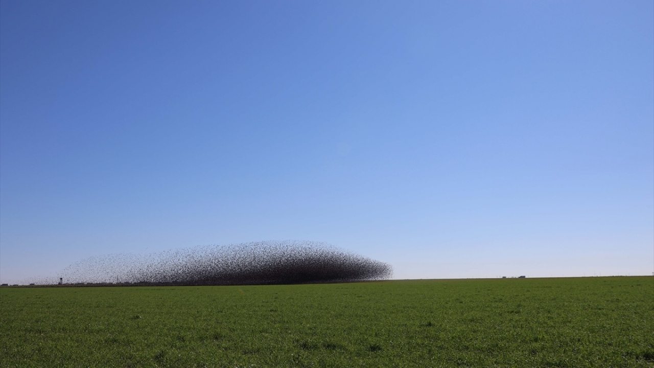 Yeşil ve Mavi ile bütünleşen kuşlar, renk cümbüşü oluşturdu.