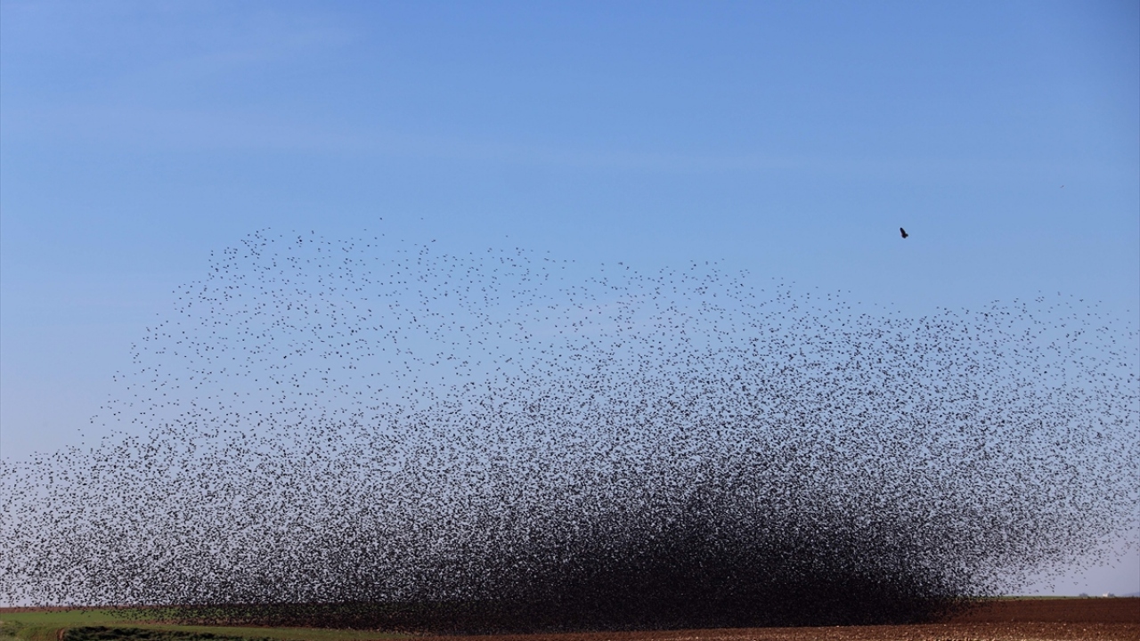 Kırlangıç kuşları, avcı kuşların dikkatini çekti.