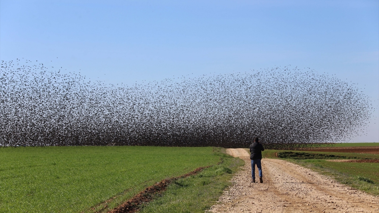 Kuşların gösterisi fotoğraf severleri kendine hayran bıraktı.