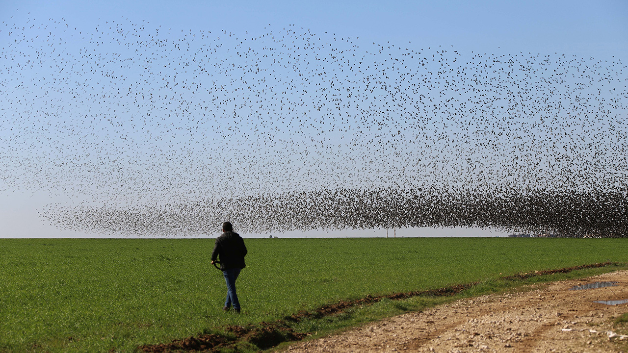 Sabah saatlerinde Mardin Ovası’nda ekimi yapılan buğday tarlalarına akın eden binlerce sığırcık kuşunun gökyüzünde aynı anda kanat çırpması izleyenleri büyüledi.