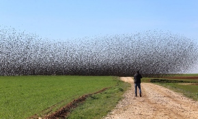 Sığırcık kuşlarının gökyüzünde dansı