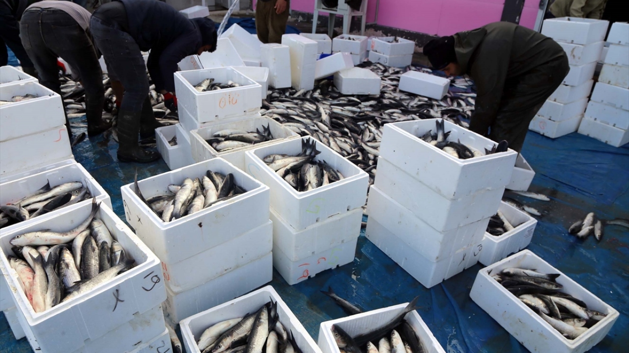 Dalyan Kanalındaki tesislerde yılda 600 ton kefal ürettiklerini belirten Yalılı, bu balığın bölgede büyük rağbet gördüğünü vurguladı.