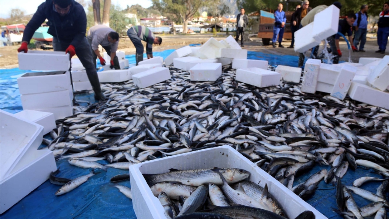 "Dalyan kefali organik bir balık" 
