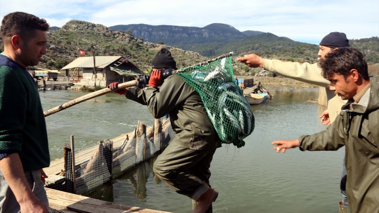 Burada paketlenen balıklar iç piyasa ve bölgeye gönderilirken bir kısmı da aynı gün paketlenerek ihracat için ayrılıyor.
