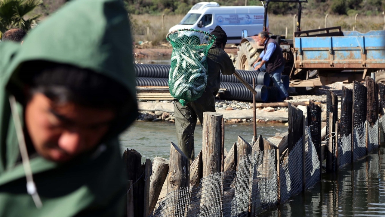 Dalyan Kanalının sadece tatlı sudan oluşmadığını aktaran Yalılı, bölgede günde 3 defa gel-git olayının yaşandığına, bu nedenle göldeki mineral oranının yüksek olduğunu ve sayede kanalda 12 ay balık üretimi yaptıklarını sözlerine ekledi.