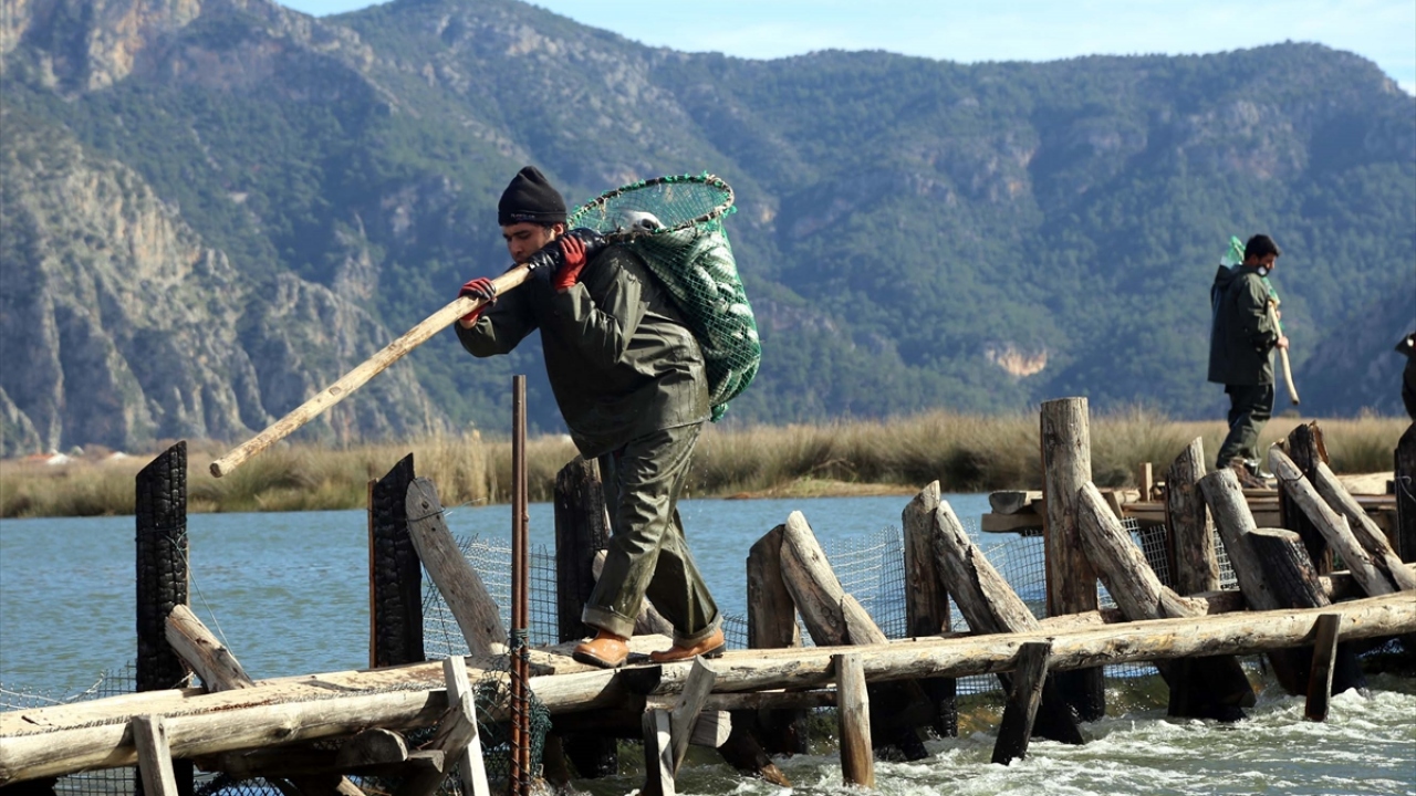 Muğla`nın Ortaca ilçesinde sazlıkların, bataklıkların denizle buluştuğu yerde tatlı suyun tuzlu suya karıştığı Dalyan Kanalında üretilen kefal, bölge ve yurt içine satışının yanı sıra dış pazarlara da ihraç ediliyor.