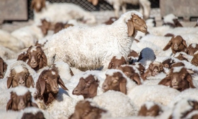 "İvesi" cinsi kuzulara özel bakım