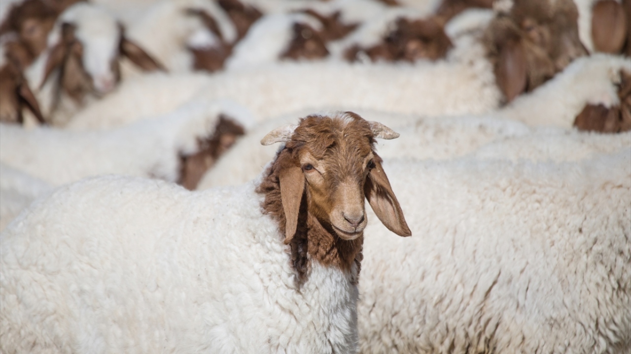 Yaklaşık 93 bin küçükbaş hayvanın bulunduğu işletmede, yüksek verimli 35 bin koyundan elde edilen üstün özellikli 38 bin bin civarındaki kuzu, veteriner hekim, sağlık teknisyeni ve 300 civarında çoban tarafından özenle takip ediliyor.