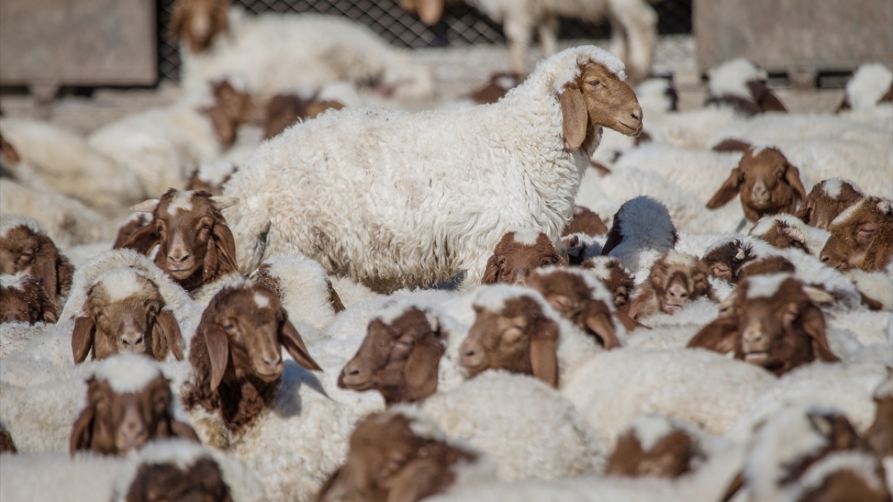 Ceylanpınar Tarım İşletmesi Küçükbaş Hayvancılıktan Sorumlu İşletme Şefi Bora Sarıçam, 12 ayrı koyun grubunda kuzularla birlikte yaklaşık 93 bin hayvan yetiştirdiklerini ve bunlara özenle baktıklarını ifade etti.