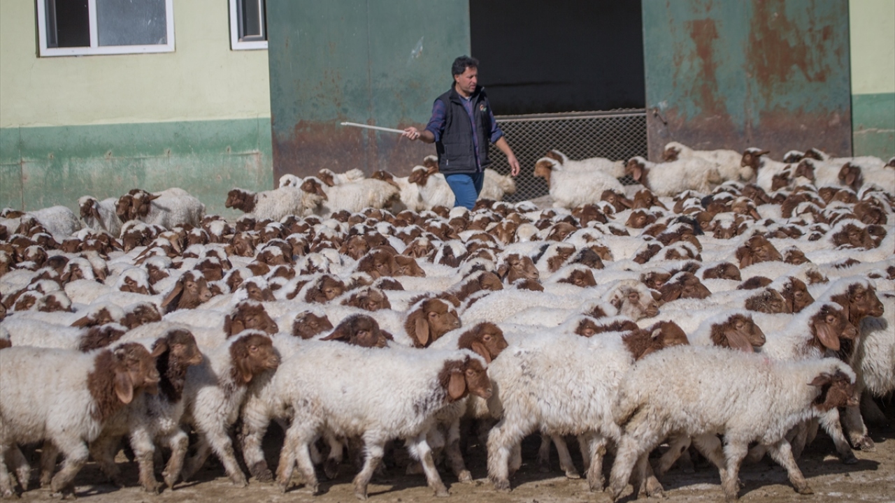 "Üstün özellikli damızlık hayvan yetiştiriyoruz"