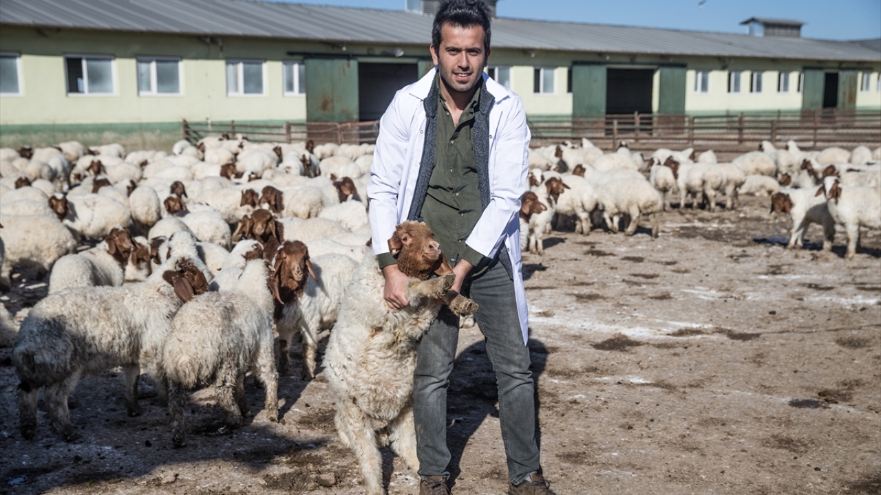 Gün boyunca sürekli kontrol altında tutulan kuzular, üç aydan sonra sütten kesilerek besiye alınıyor.