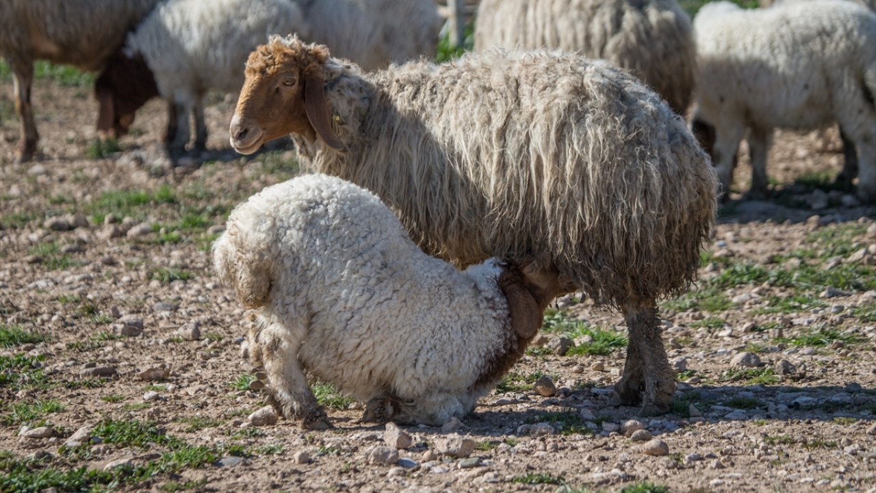 Doğumların başlamasıyla kuzu seslerinin yankılandığı işletmede, koyunların tam otomatik makinelerde sağılmasının ardından yavruların her gün aynı yer ve saatte annelerini emmesi sağlanıyor.