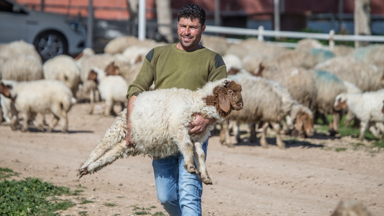 Kuzulardan büyük bir bölümü ihaleyle satılırken damızlık olarak yetiştirilenler ise daha sonra sürüye dahil ediliyor. 