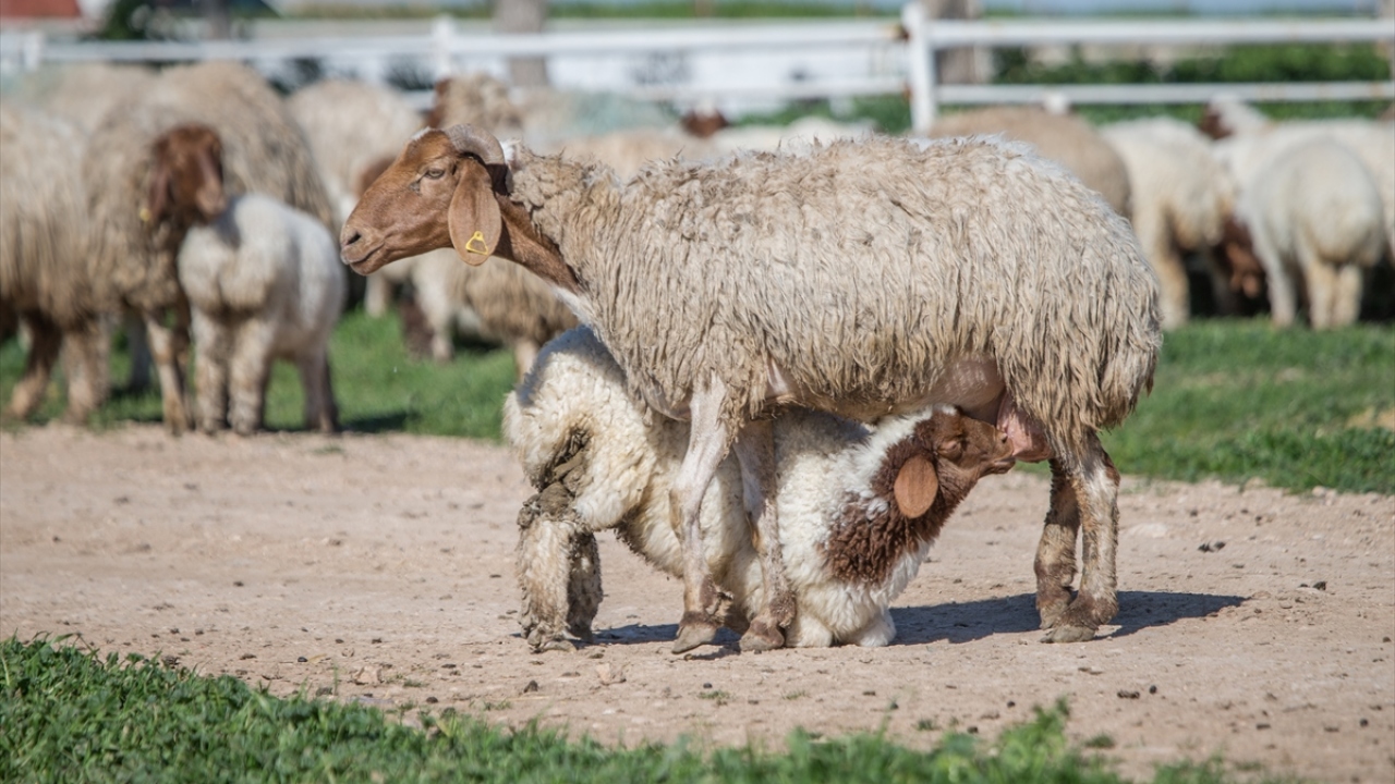 "Hiçbir kuzu başka bir anneye gitmez"